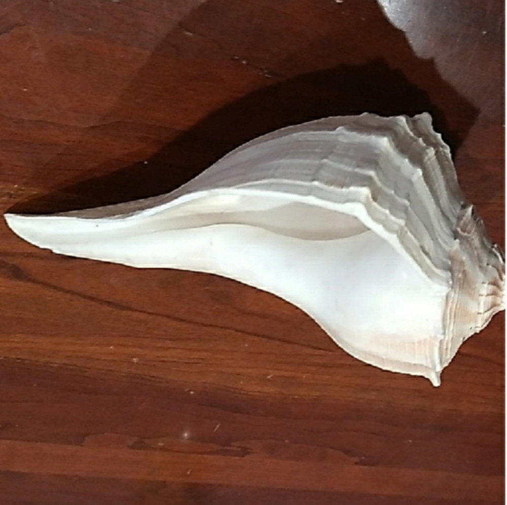 Large White Seashell Decor - Picture 7 of 9